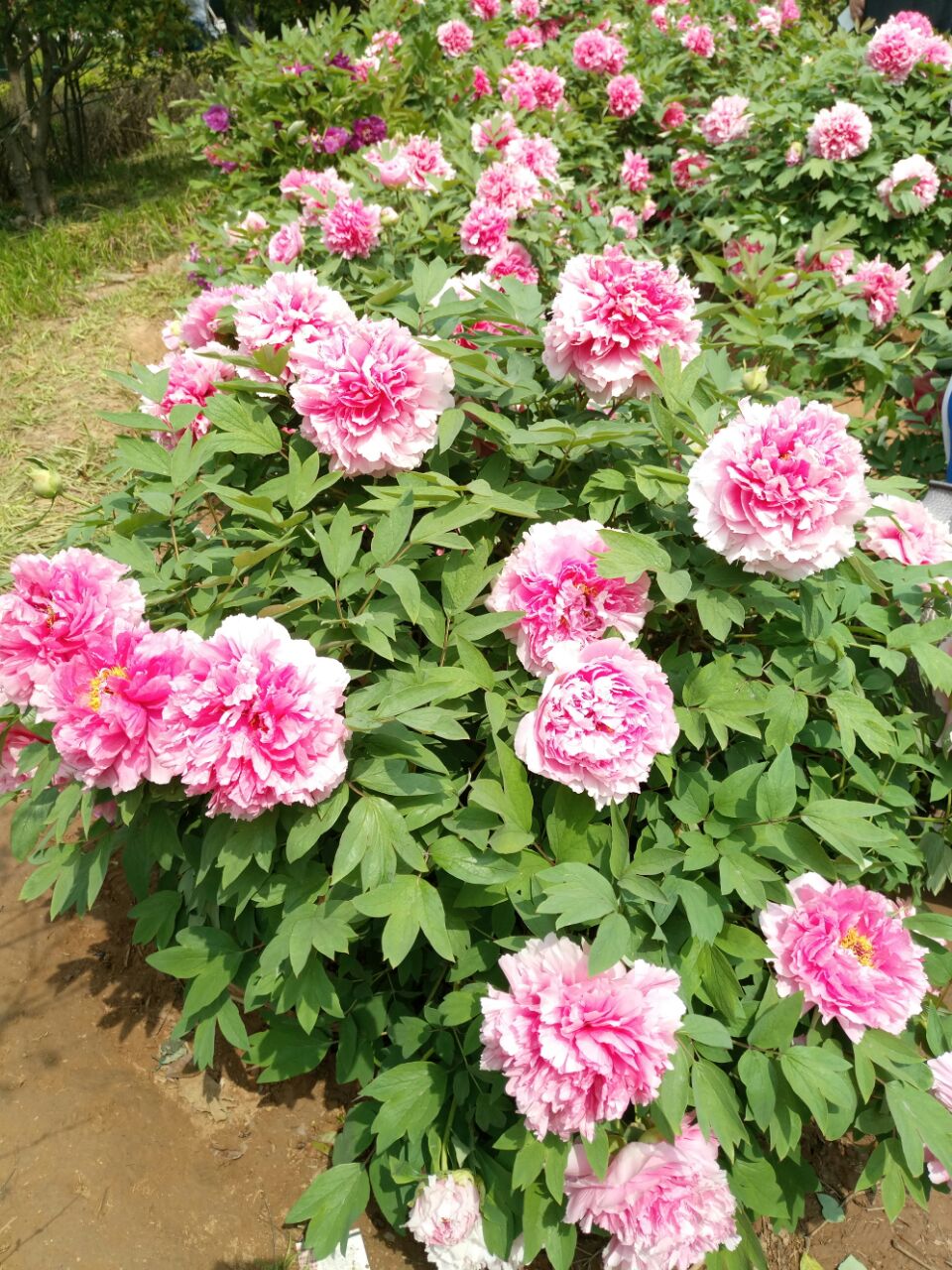 【攜程攻略】洛陽隋唐城遺址植物園好玩嗎,洛陽隋唐城遺址植物園景點