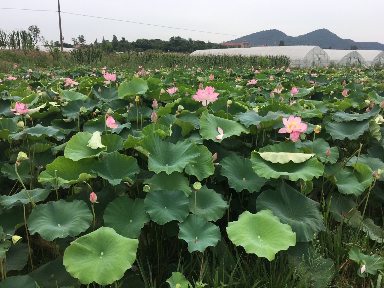 景秀大地生态园