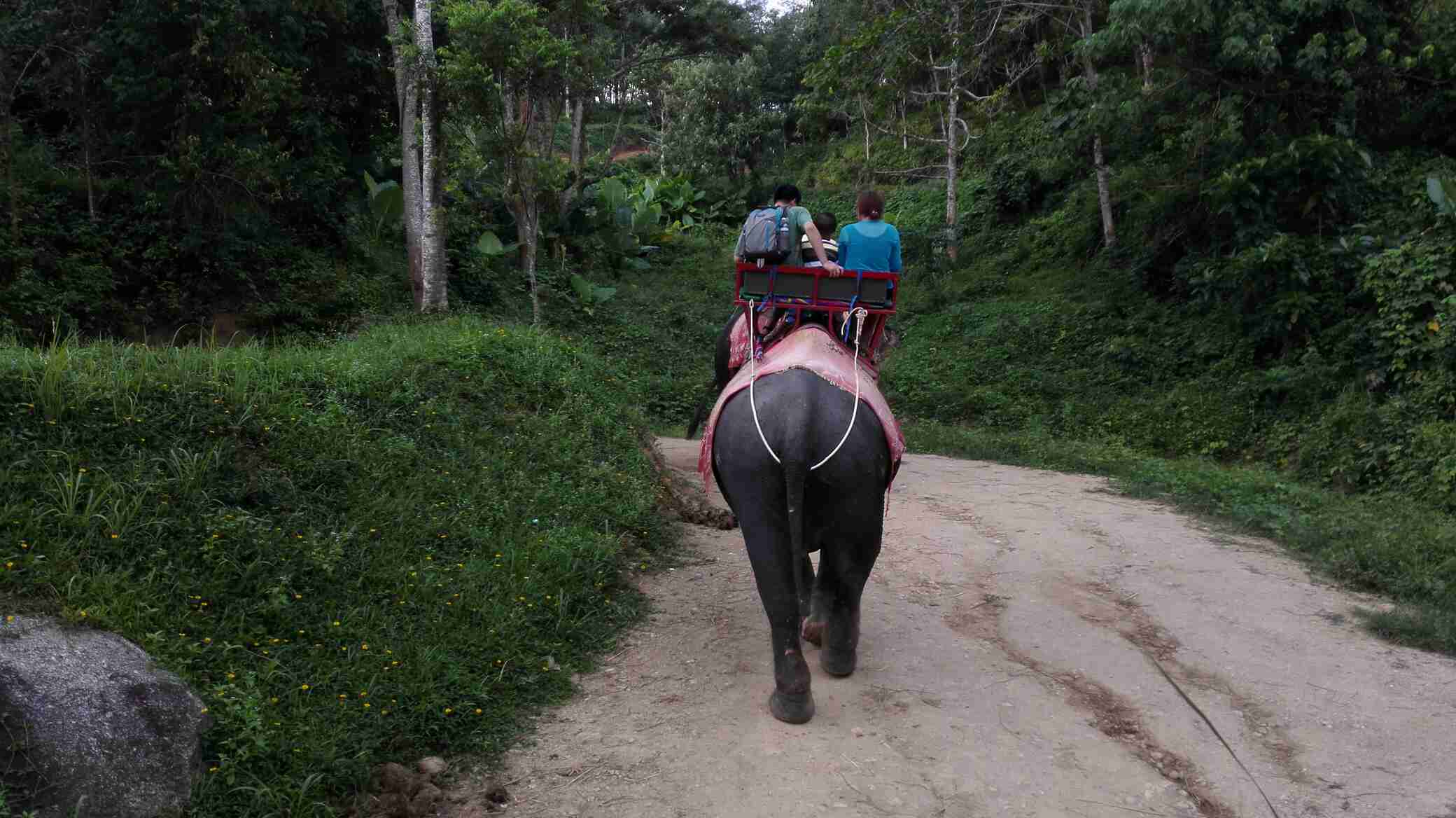 最喜欢的是骑大象,大象表演,猴子表演,皮划艇,鱼疗,其它的泰拳表演,牛