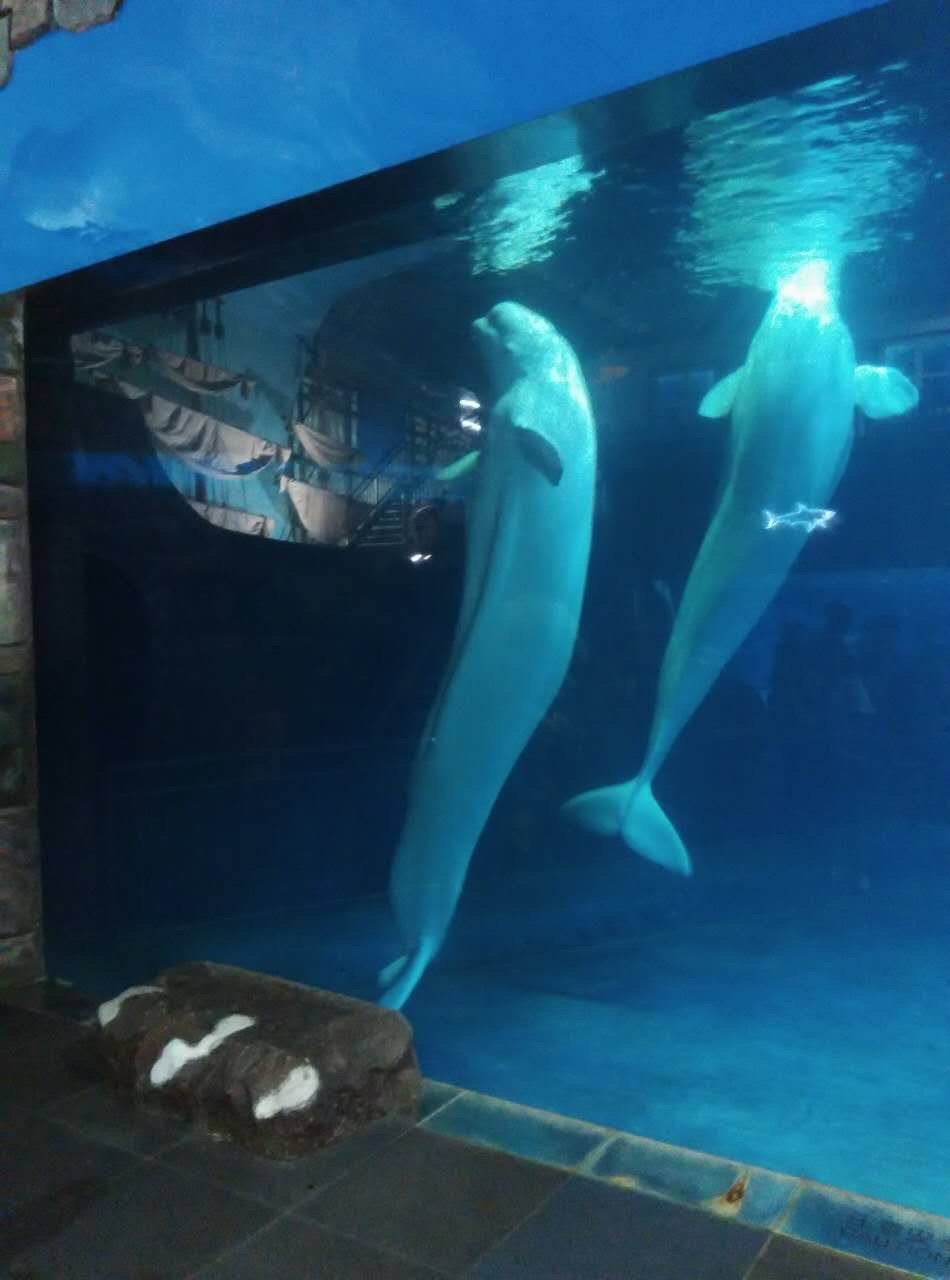 【攜程攻略】北京北京海洋館 北京動物園一日遊【自營 含熊貓館 天天