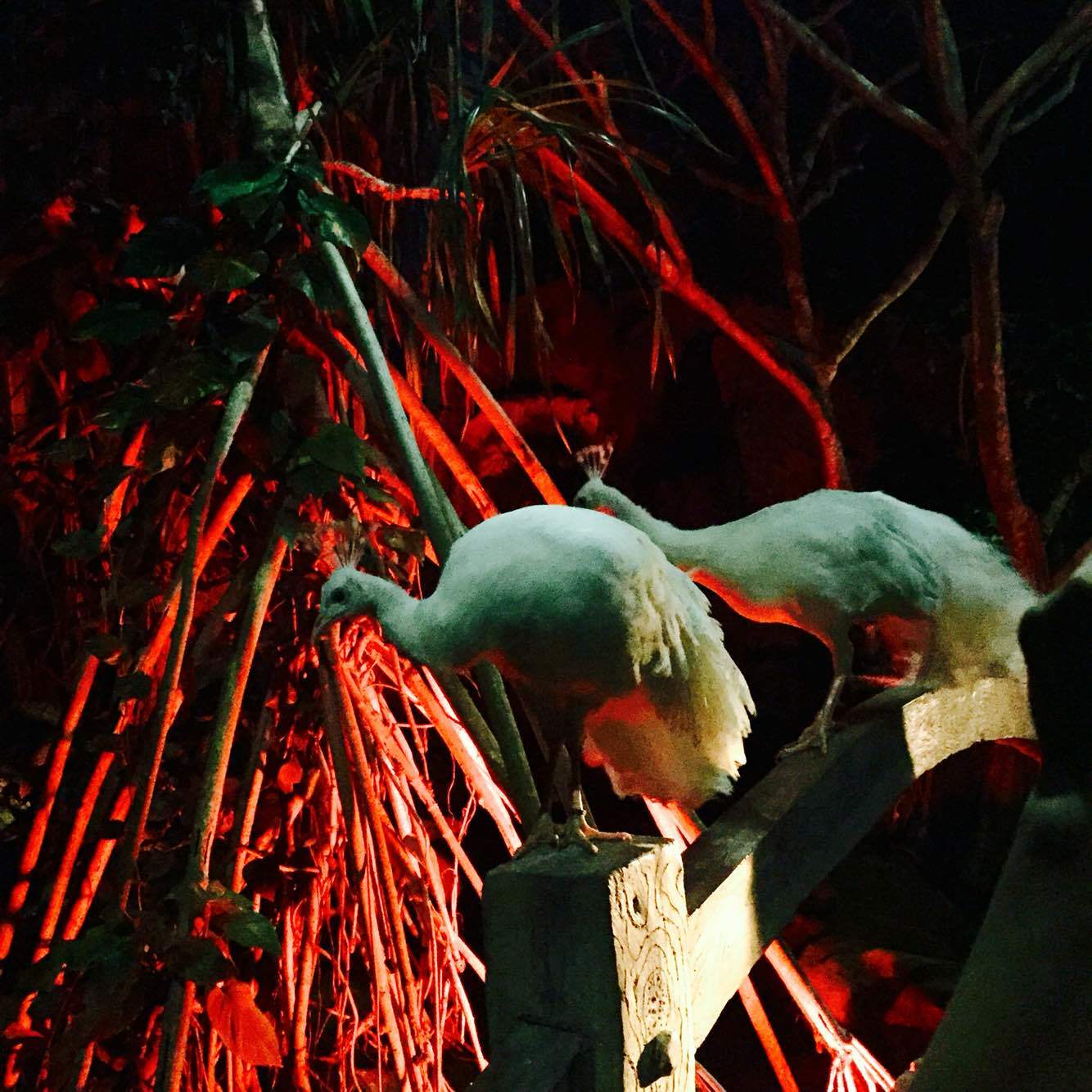 【亲子推荐】夜游巴厘岛动物园bali zoo 晚餐半日游(含接送)