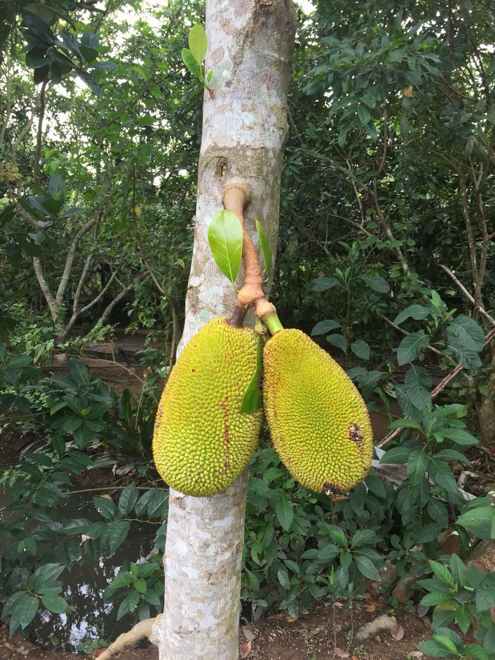 贵宾团的享受,一个导游,一个司机全程为我们服务,导游阿英很热情,服务