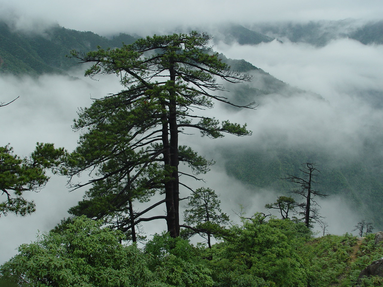 古田山自然保护区