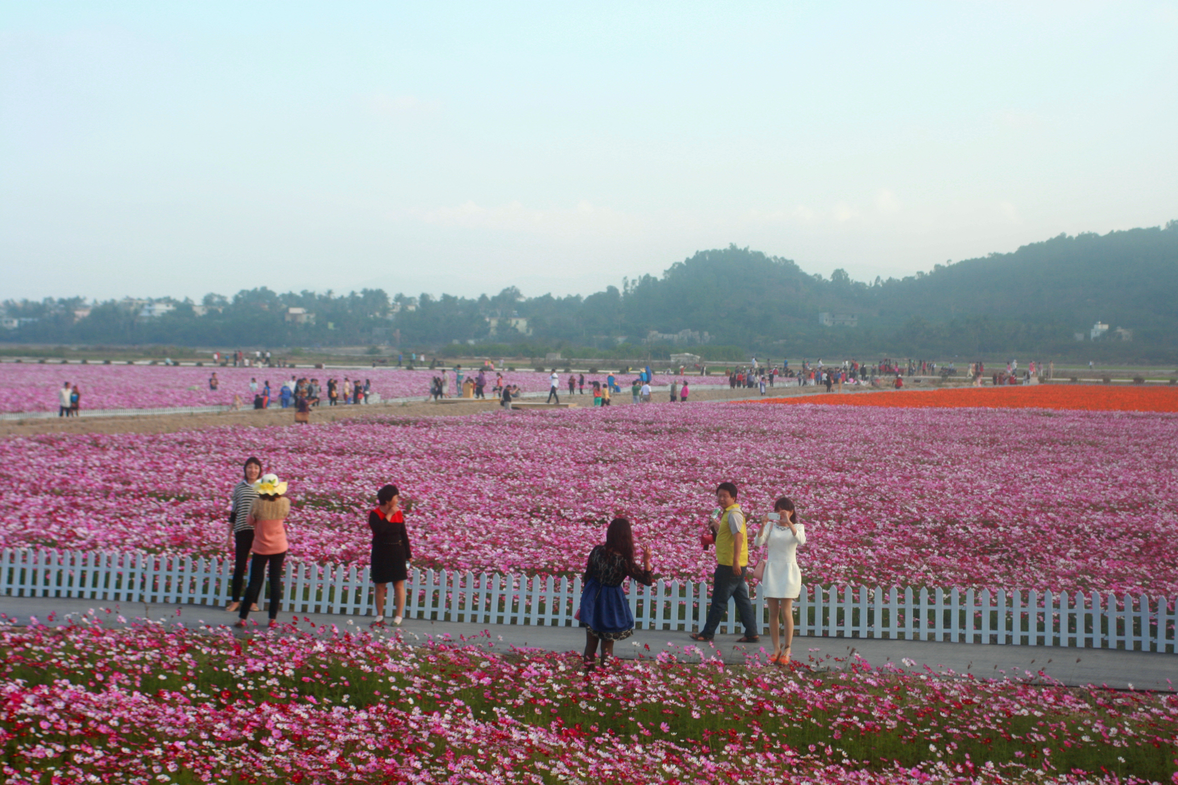 凤凰花海