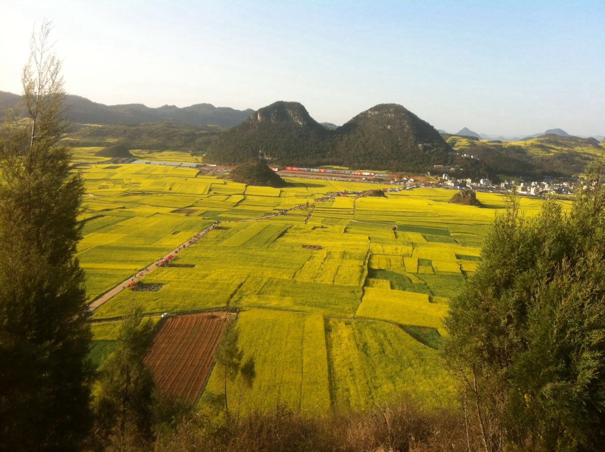 羅平油菜花景區旅遊景點攻略圖