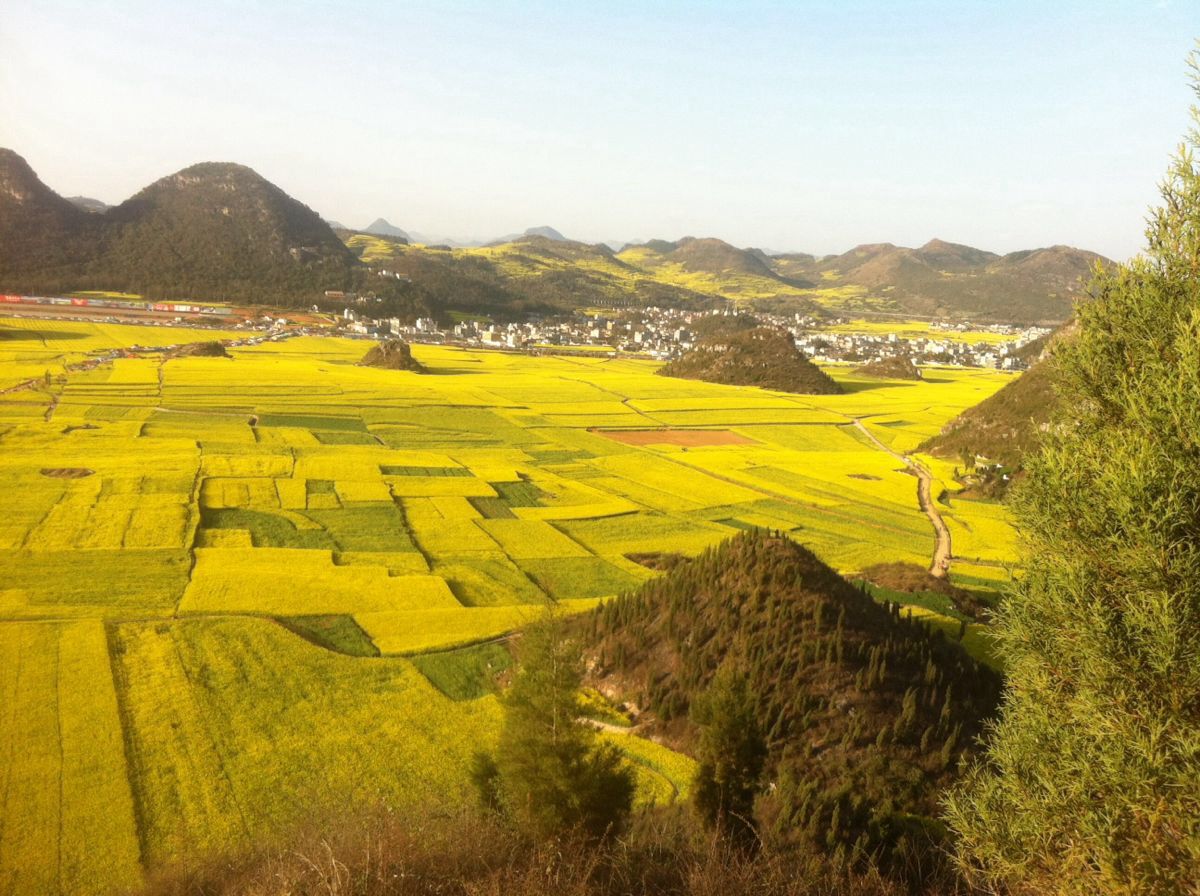 羅平油菜花景區旅遊景點攻略圖