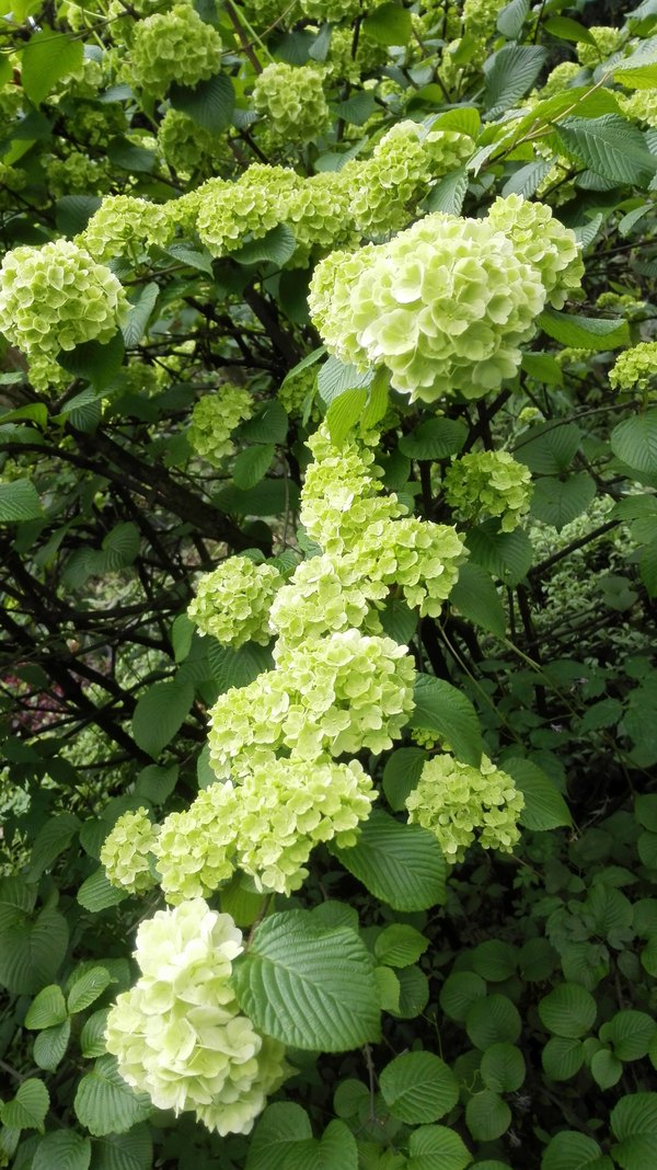 花重锦官城----成都,乐山,峨眉山,都江堰游记