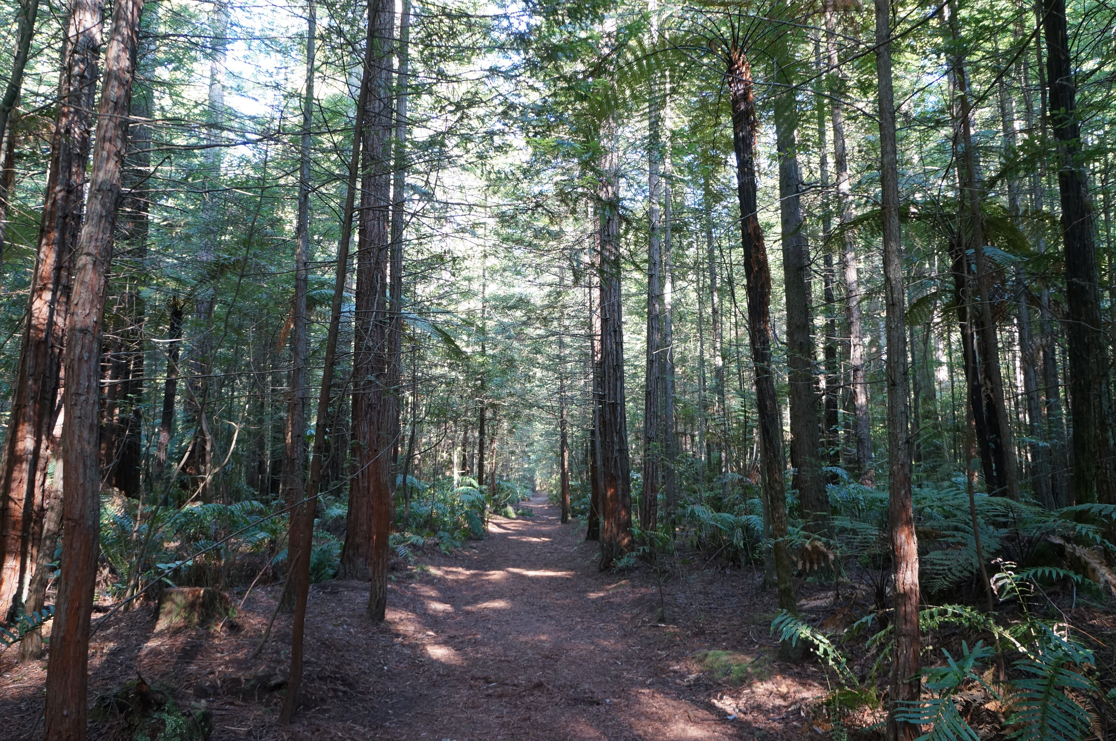 红木森林公园the redwoods whakarewarewa forest