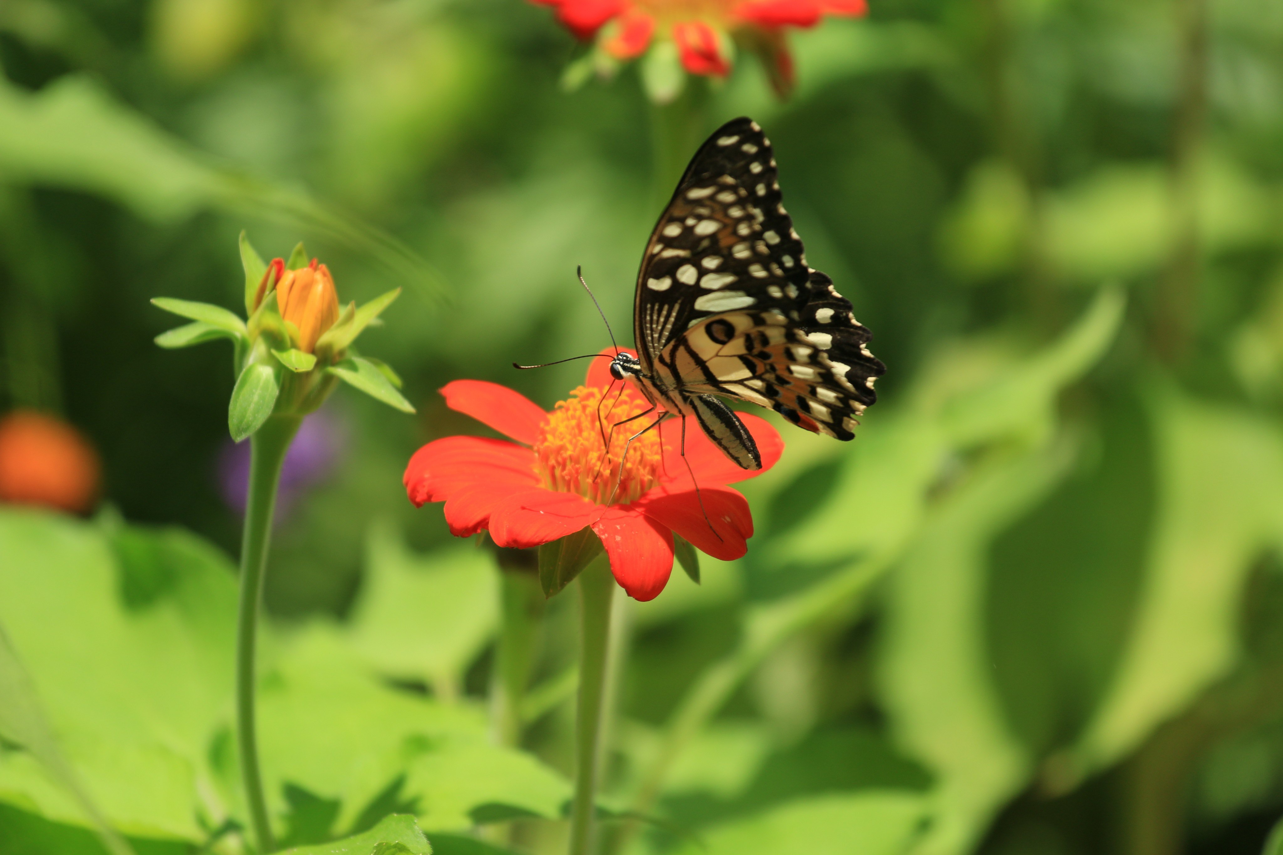 班迭斯雷蝴蝶中心