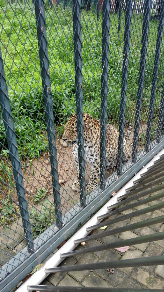 無錫動物園(太湖歡樂園)旅遊景點攻略圖