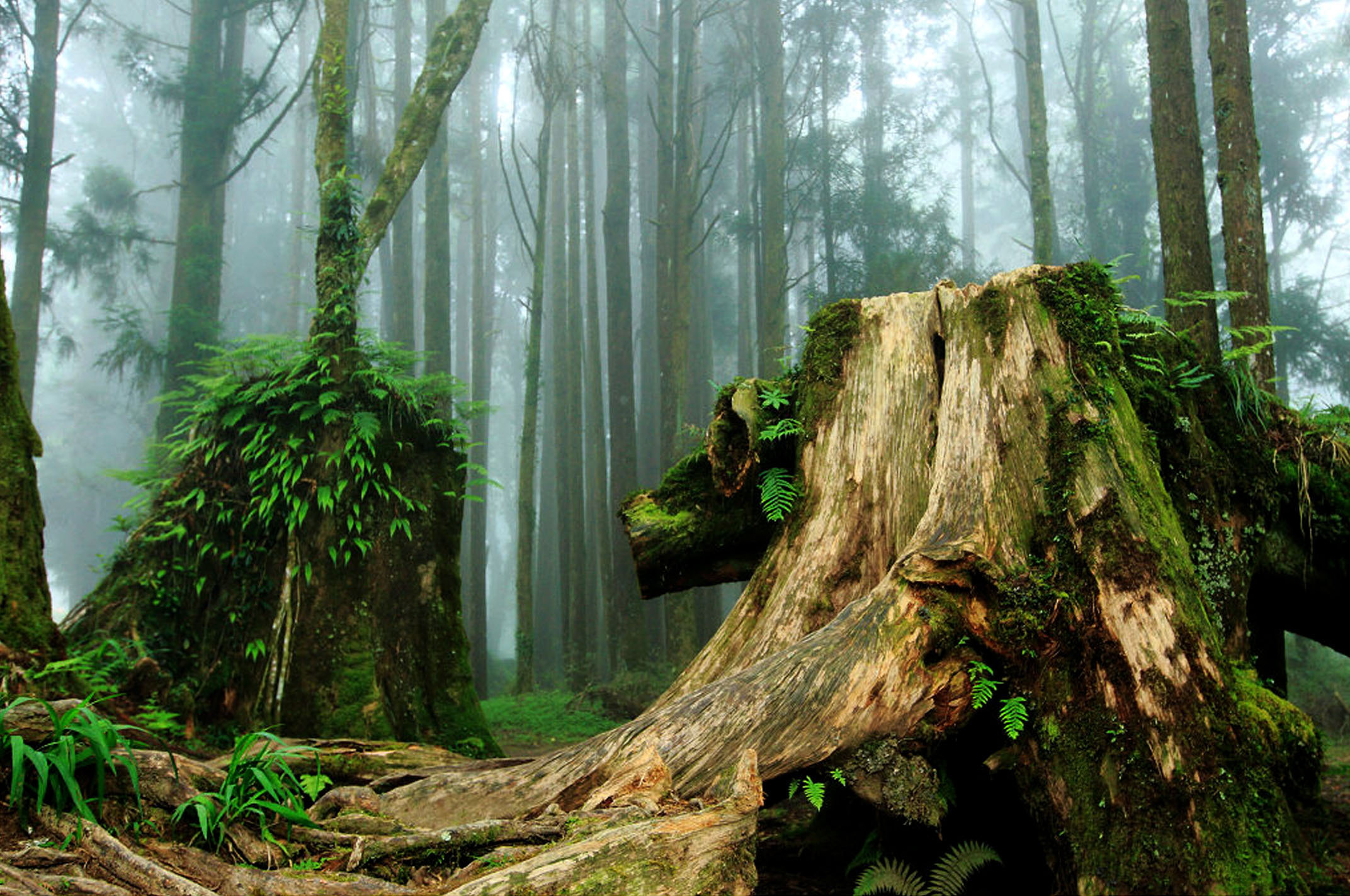 蒜头蔗埕文化园区
