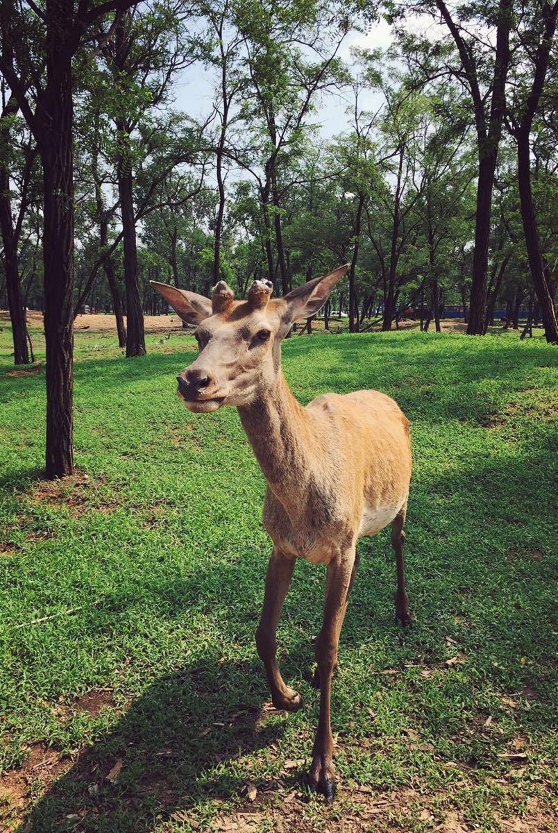 秦皇島野生動物園