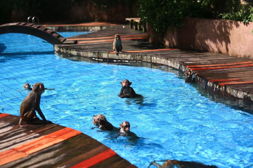 【携程攻略】陵水南湾猴岛适合朋友出游旅游吗,南湾猴岛朋友出游景点