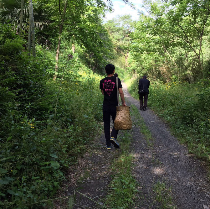 #上海东黄山旅游度假区##黄山区吴家坑茶场#