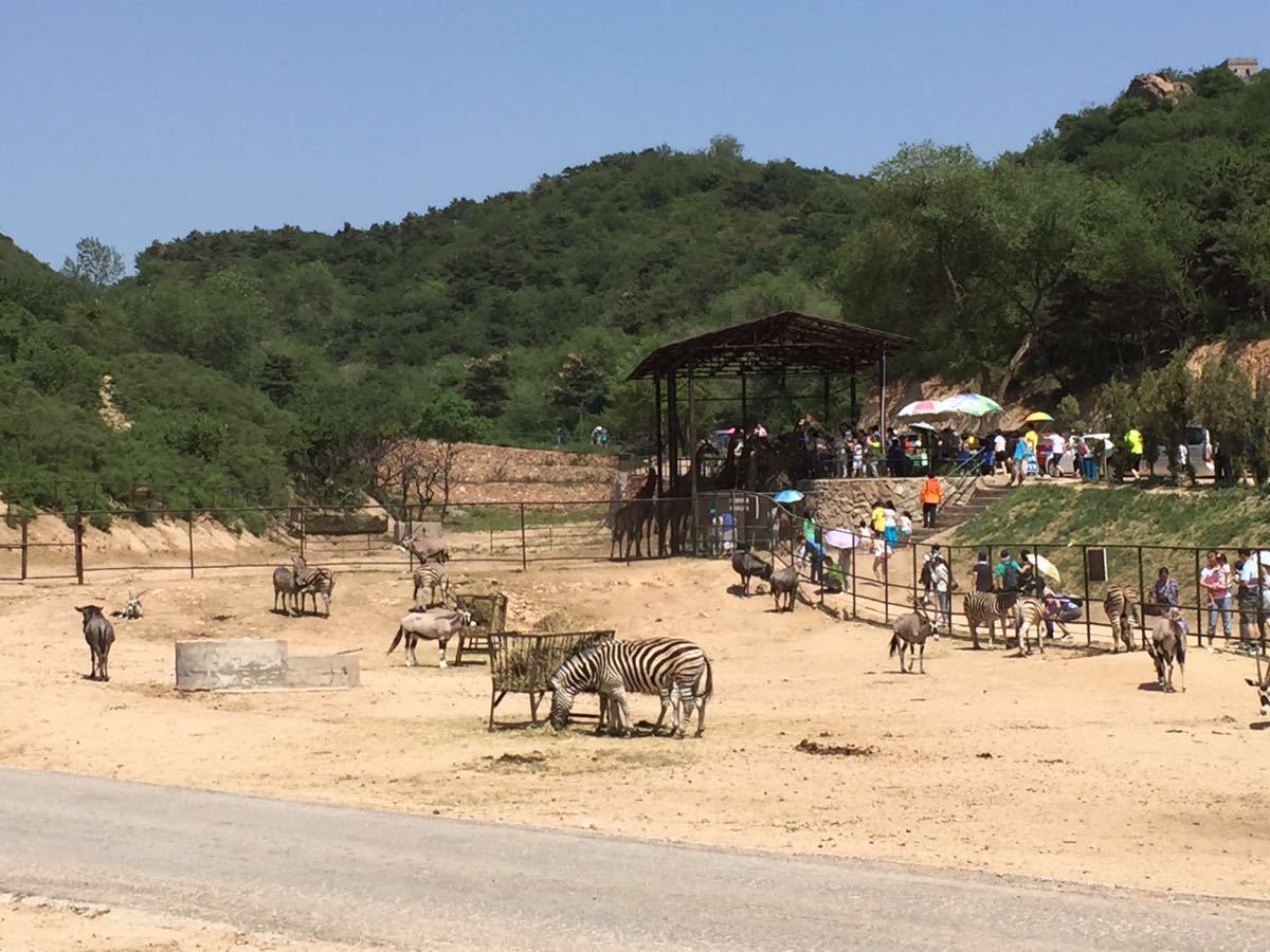 【攜程攻略】延慶區八達嶺野生動物世界適合家庭親子旅遊嗎,八達嶺