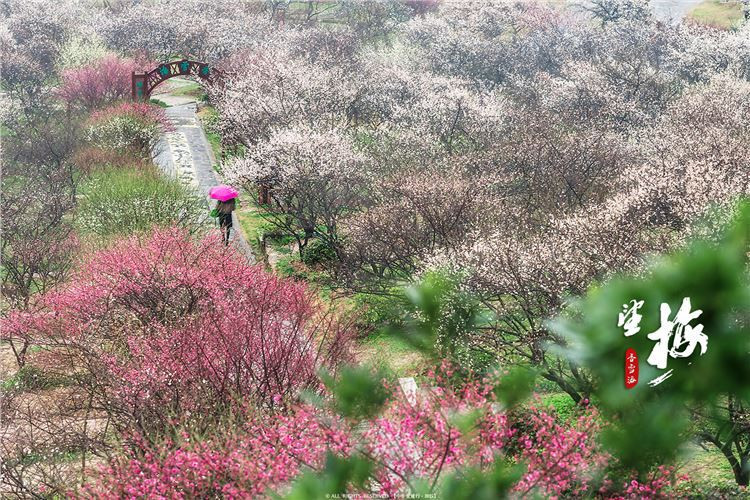 牛牛爱旅行 之 遇见江南 香雪海,那时好美