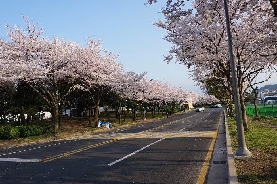 韩国汝矣岛樱花大道图片