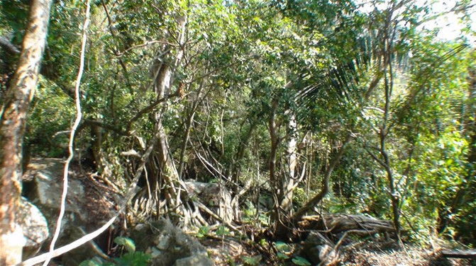 [原创]逛呀诺达雨林谷要走最大圈。2次海南3