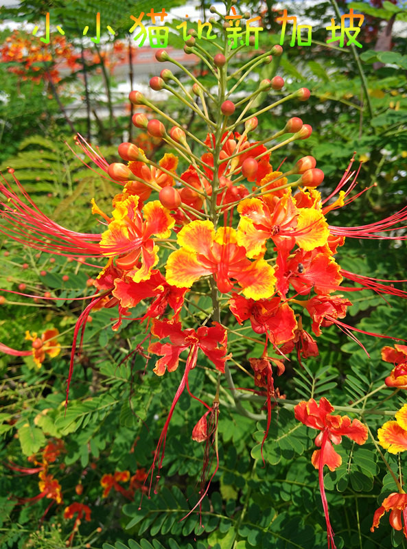 南纬8°巴厘岛+新加坡转机(含菜单中英文)(入