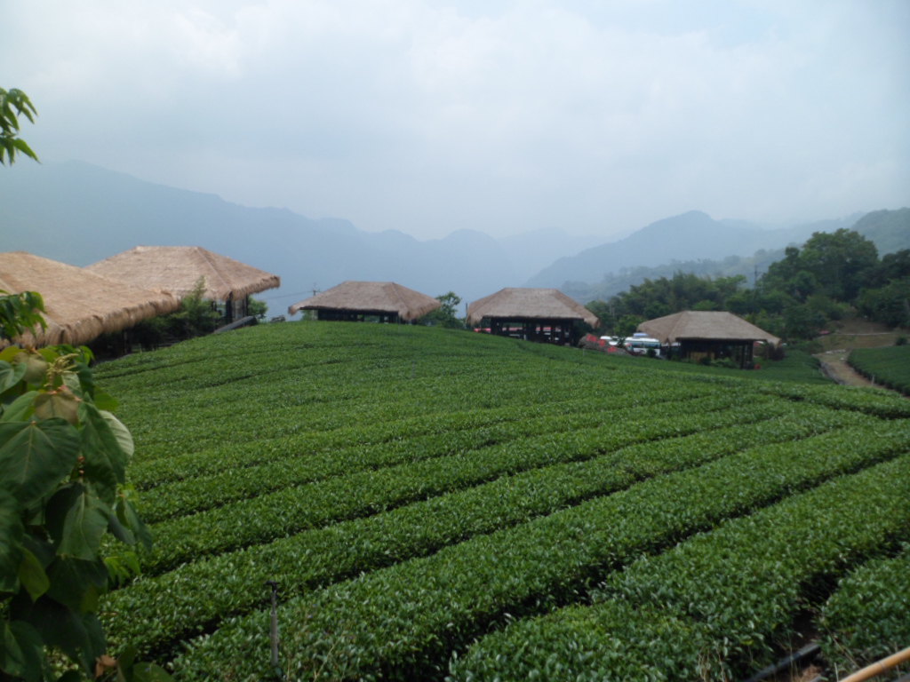 嘉義市阿里山高山茶葉購物攻略,阿里山高山茶葉物中心/地址/電話/營業