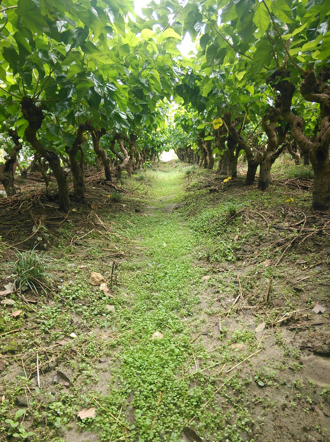 杭州半日游系列-隐藏市区的华家池