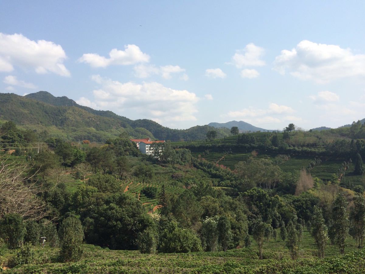 雁南飞茶田(雁南飞茶田风景区图片)