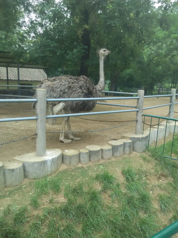 2019濟南動物園_旅遊攻略_門票_地址_遊記點評,濟南旅遊景點推薦 - 去