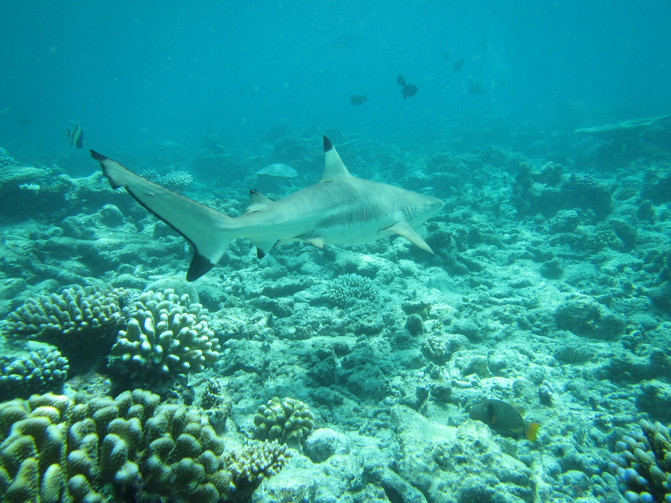 海龟吃鲨鱼 CghzflWPxKqAFH9yACOZdga6yTg436_R_671_10000_Q90.jpg?proc=autoorient