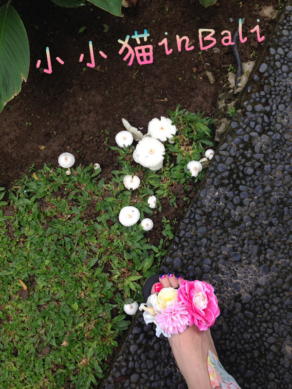 南纬8°巴厘岛+新加坡转机(含菜单中英文)(入