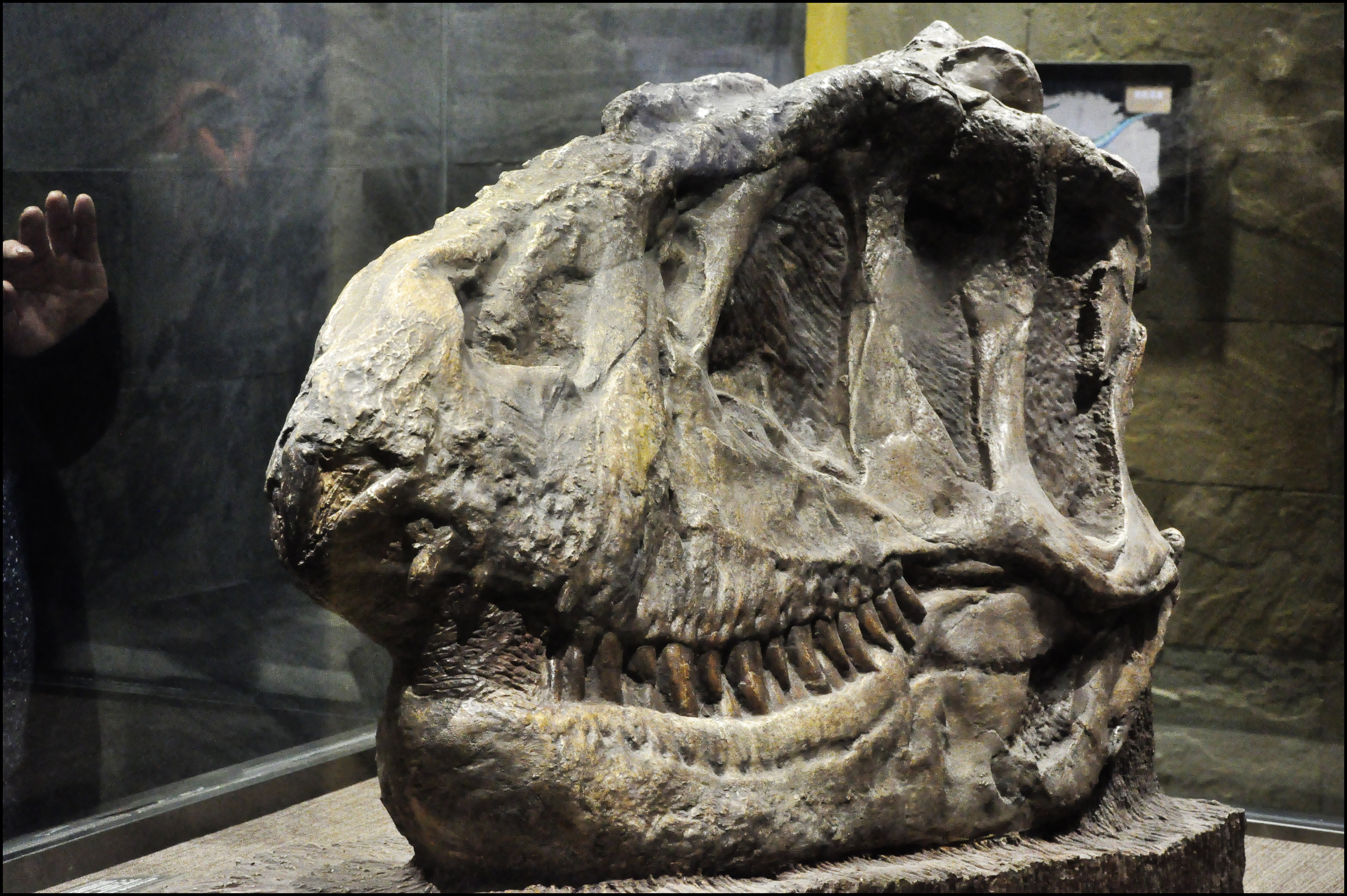 【携程攻略】四川自贡恐龙博物馆适合家庭亲子旅游吗,自贡恐龙博物馆