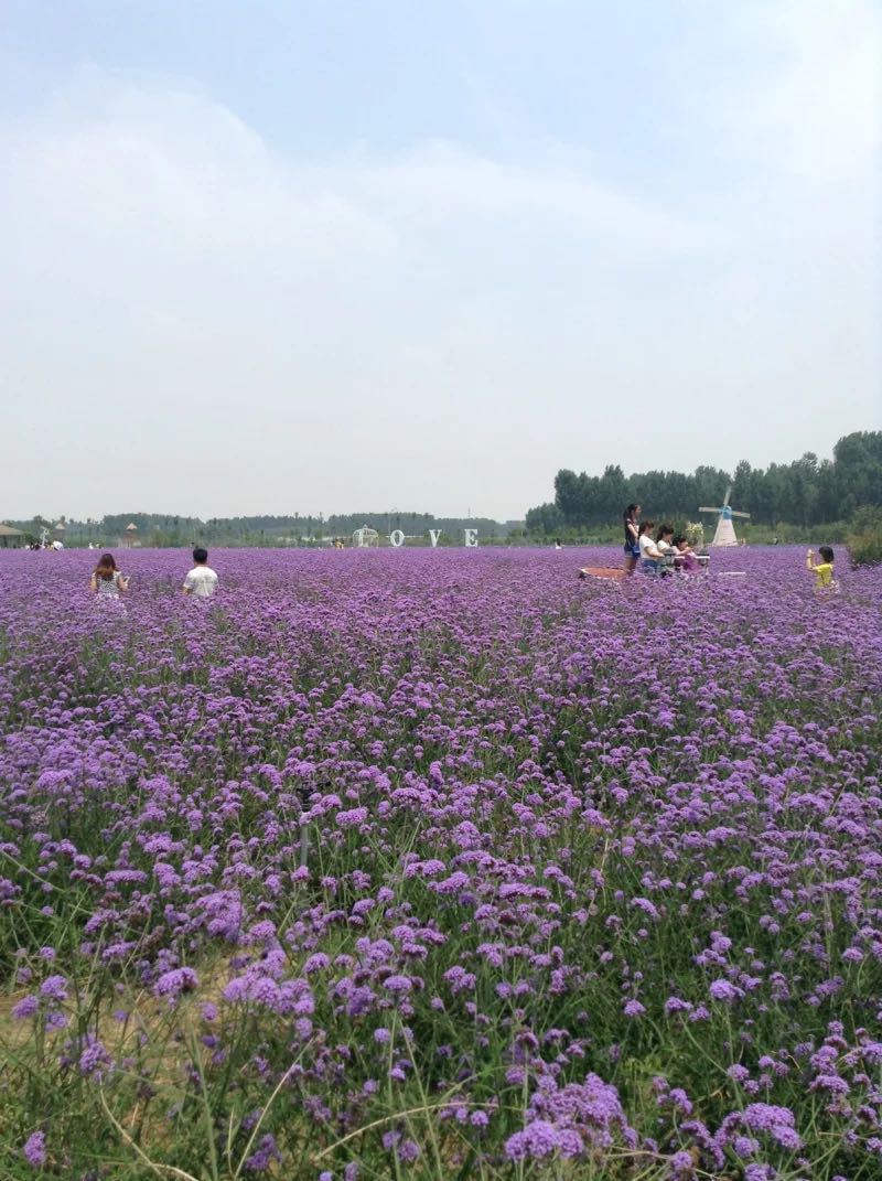 章丘紫缘香草园图片