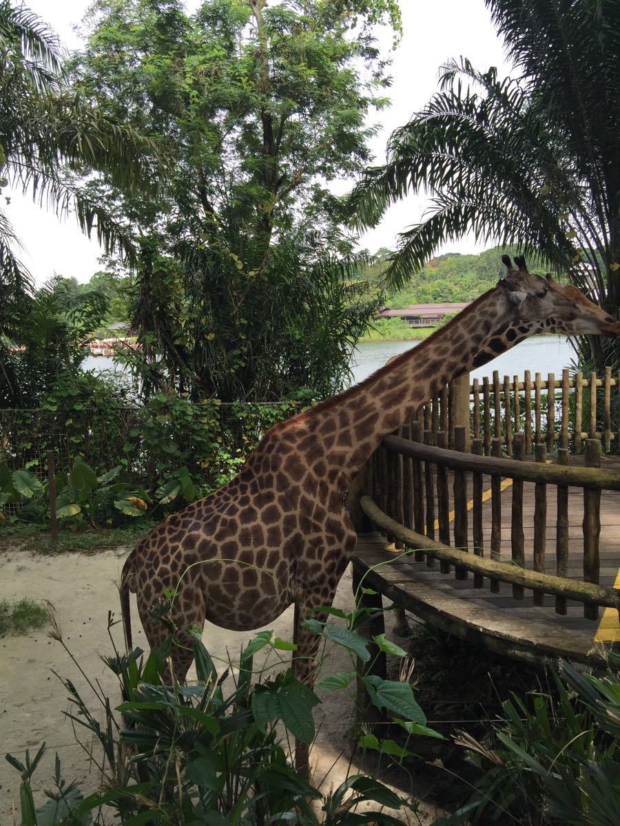 新加坡動物園