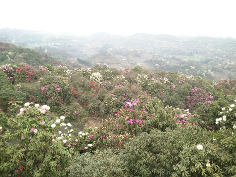 2019百里杜鹃风景区_旅游攻略_门票_地址_游记点评,毕节旅游景点推荐