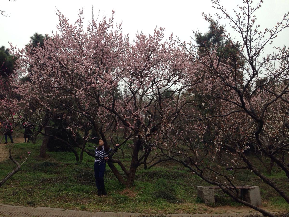 2019梅花山_旅游攻略_门票_地址_游记点评,南京旅游景点推荐 去哪儿