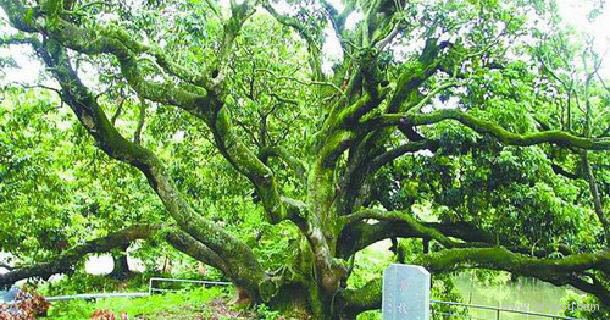 宋家香古荔树