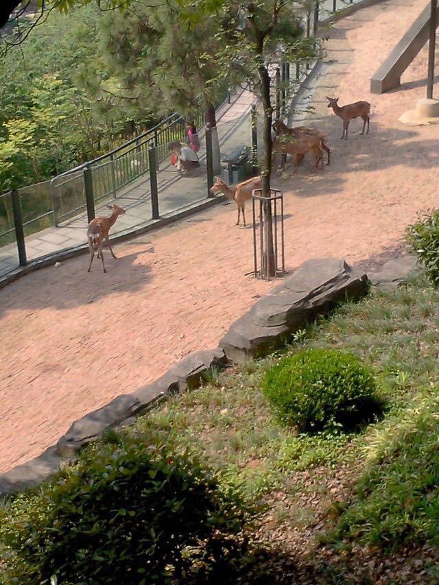 2019溫州動物園_旅遊攻略_門票_地址_遊記點評,溫州旅遊景點推薦 - 去