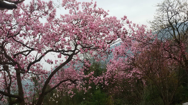 人间三月芳菲盛,踏青赏花正当时