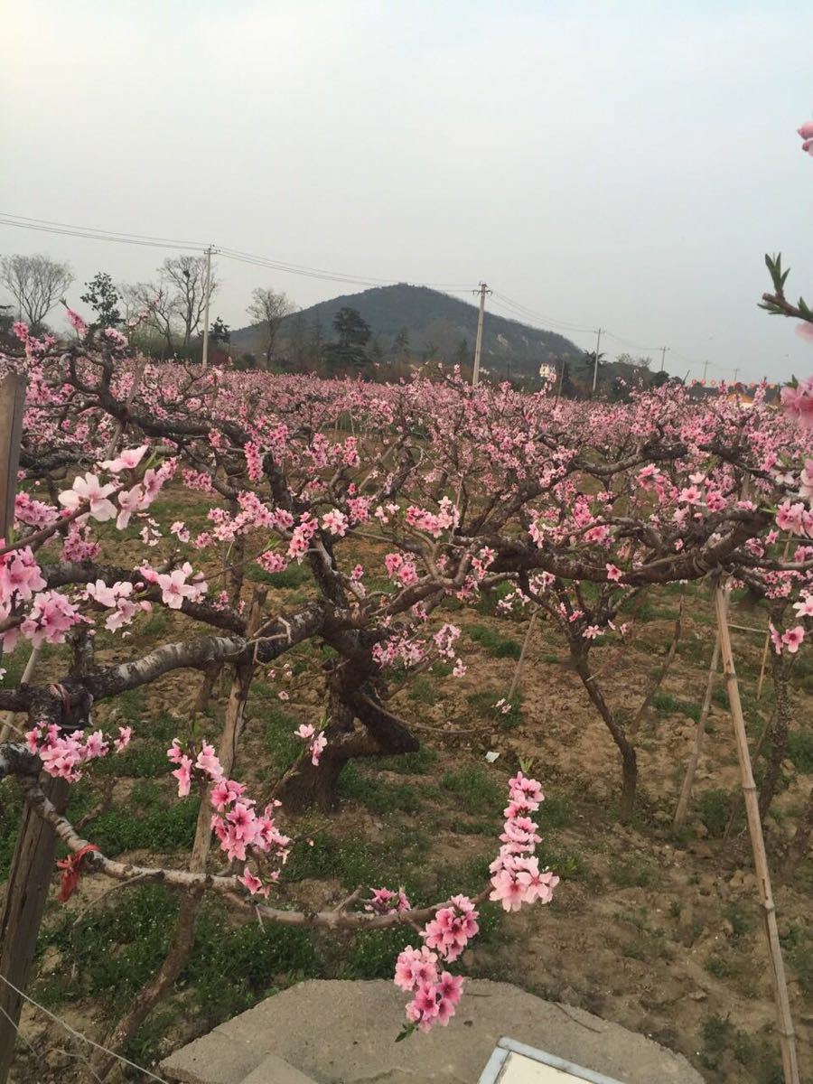 无锡阳山桃花源景区