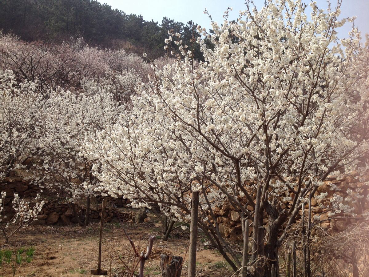 青岛毛公山～山色峪看樱桃花