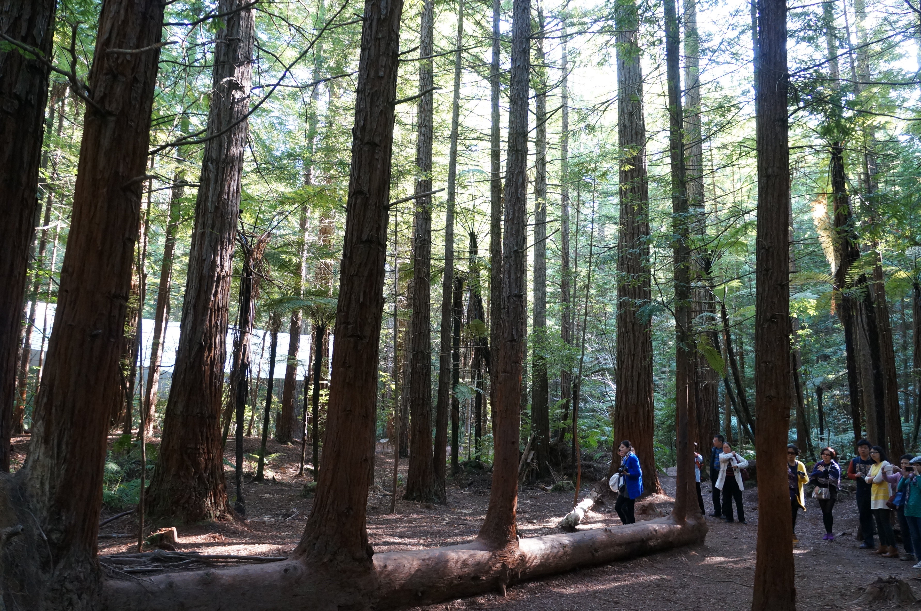 红木森林公园the redwoods whakarewarewa forest
