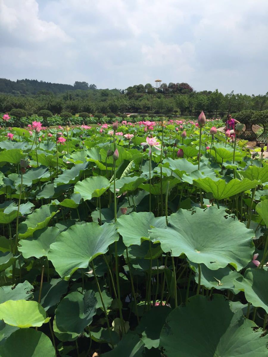 2019花舞人間_旅遊攻略_門票_地址_遊記點評,新津旅遊景點推薦 - 去