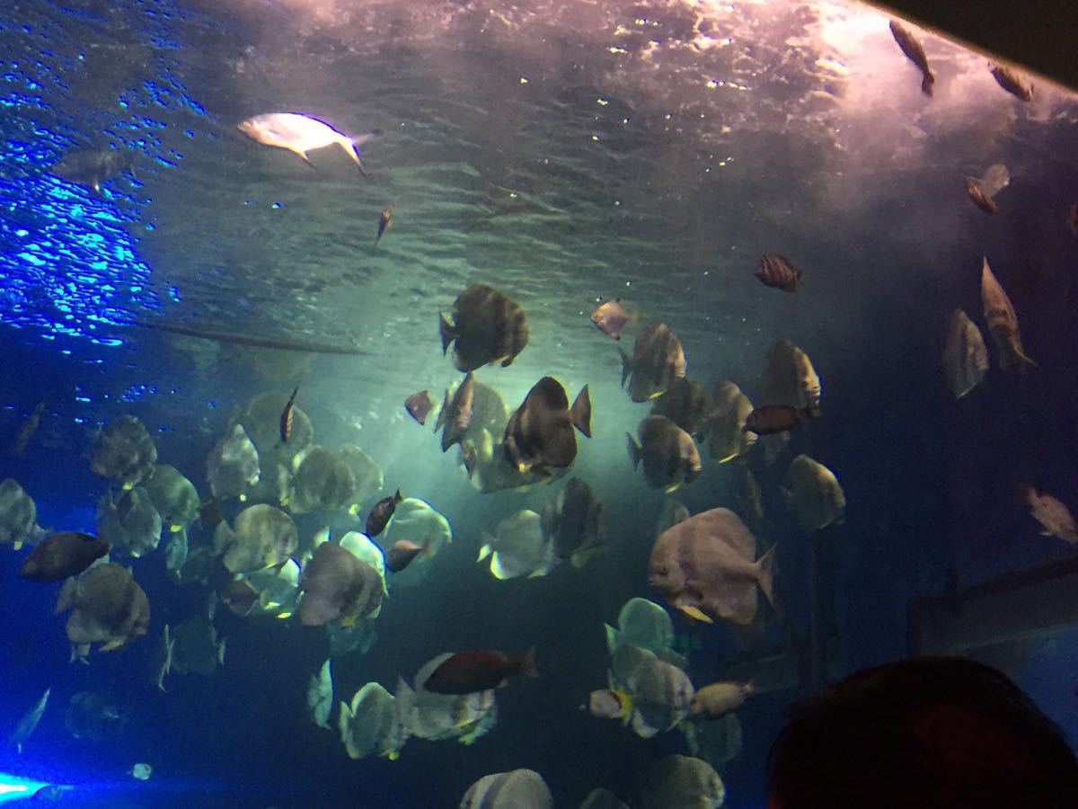 太平洋海底世界博览馆+海狮表演门票亲子票1大1小-天天周末