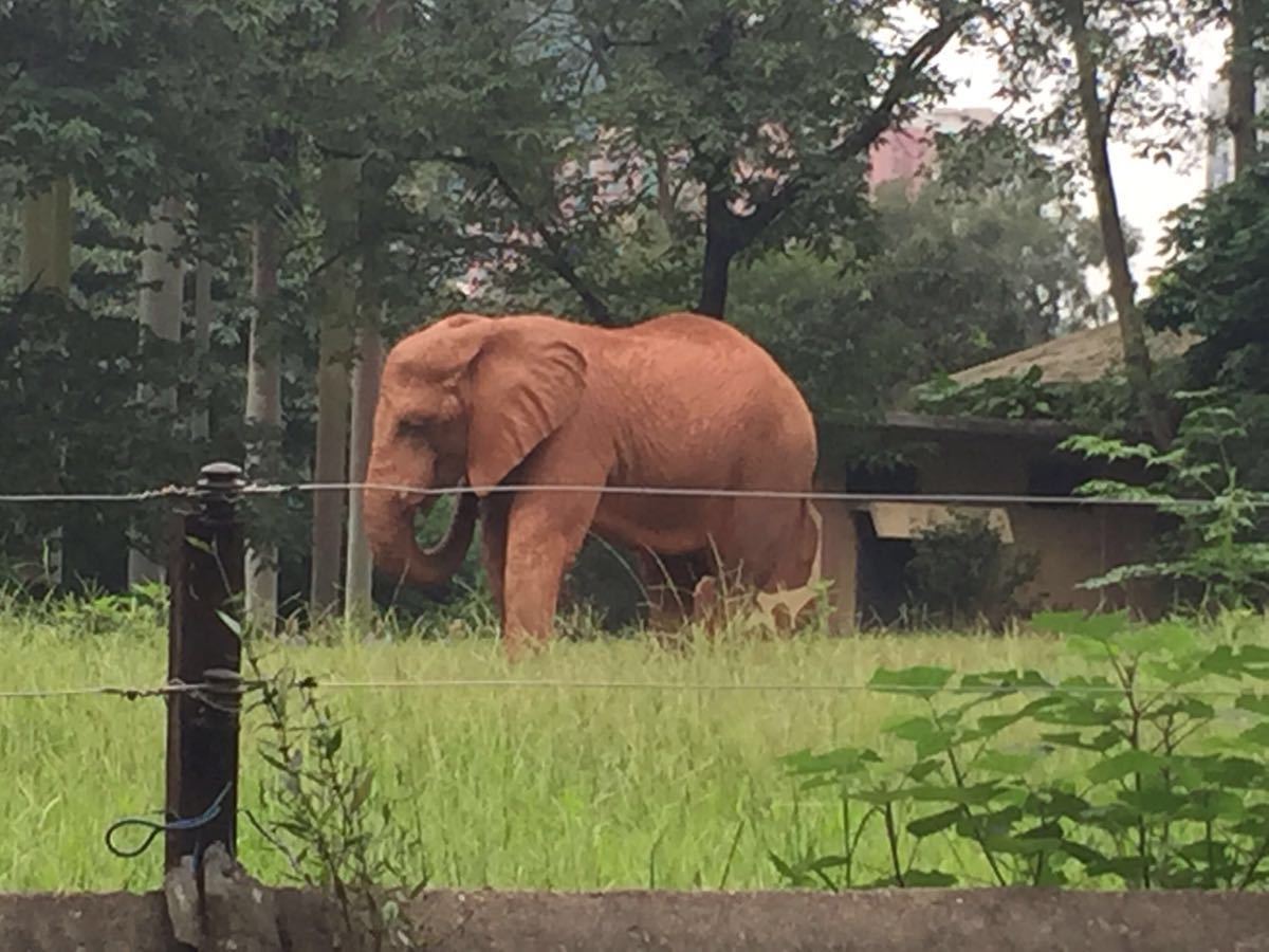 廣州動物園旅遊景點攻略圖