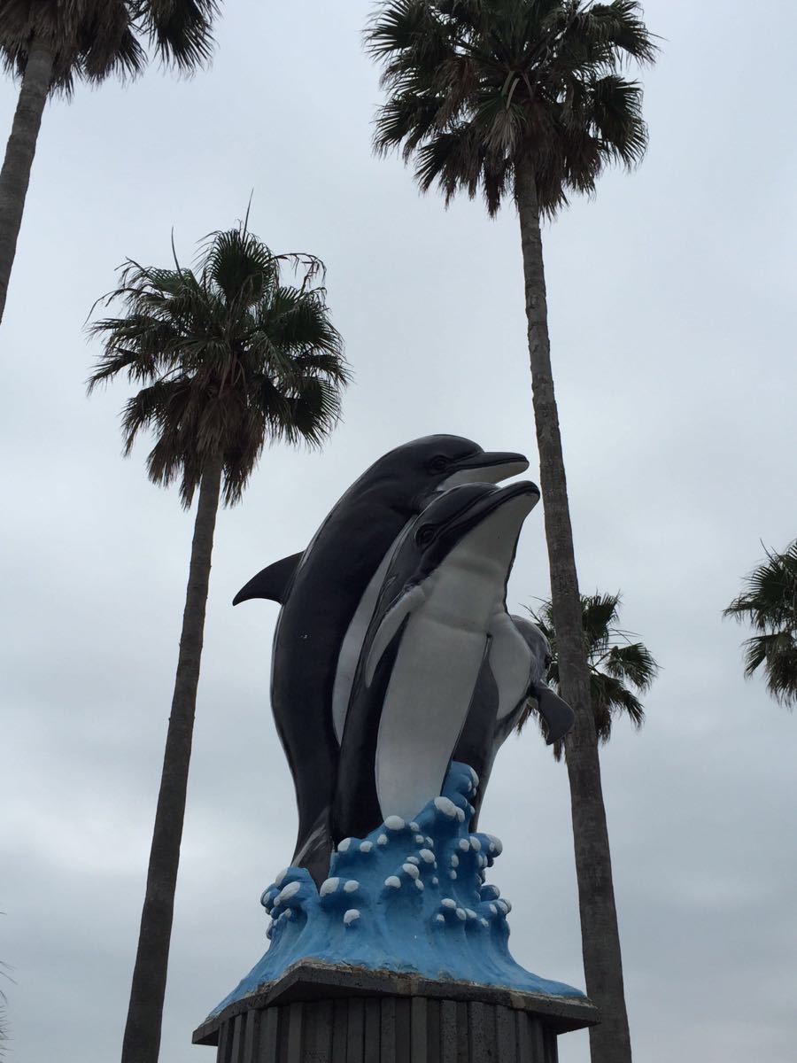 2023太平洋乐园游玩攻略,小动物和演员配合很好,海豚.【去哪儿攻略】