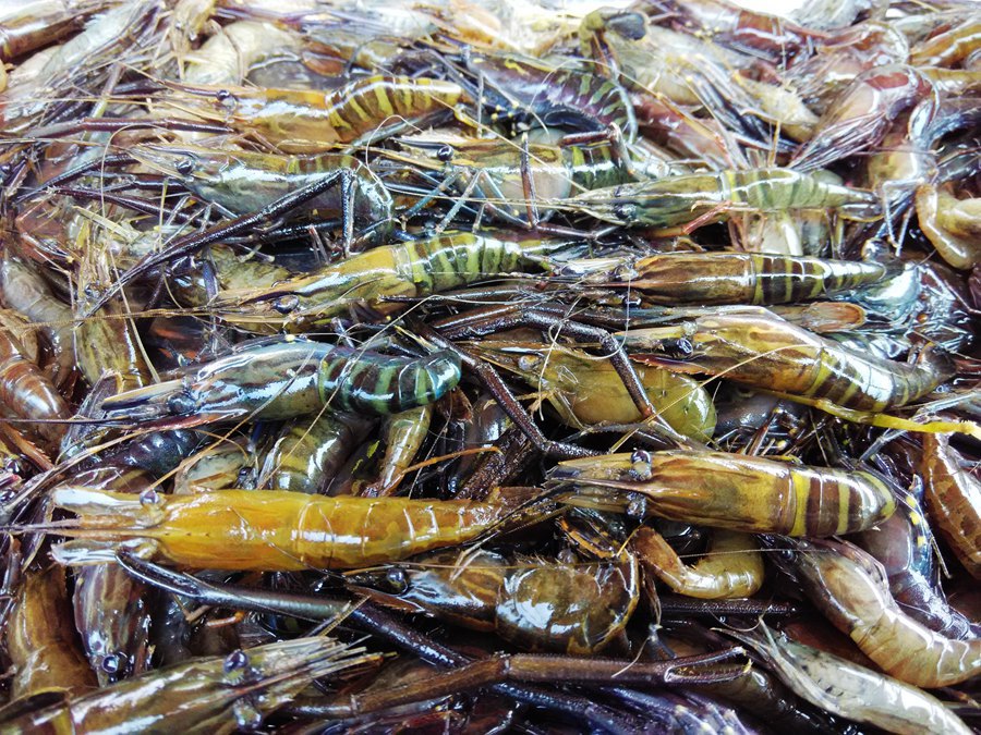 山虾长的跟一般的河虾不一样的哦