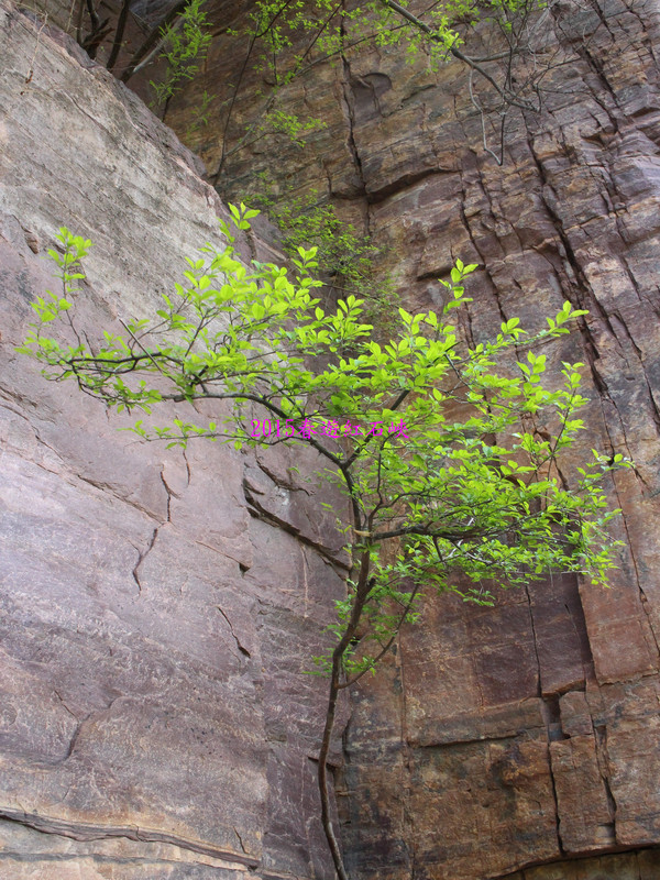 石缝中长出的小树