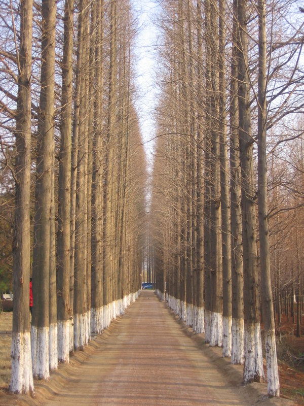 這是通往森林公園的路上,好筆直好高大好整齊的大樹.