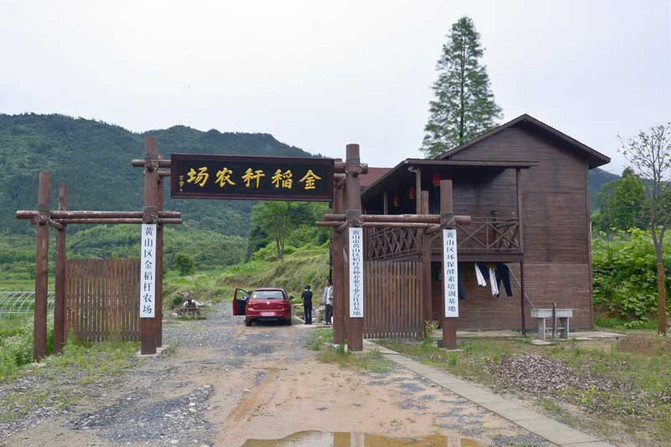 景观树批发市场的风云变化