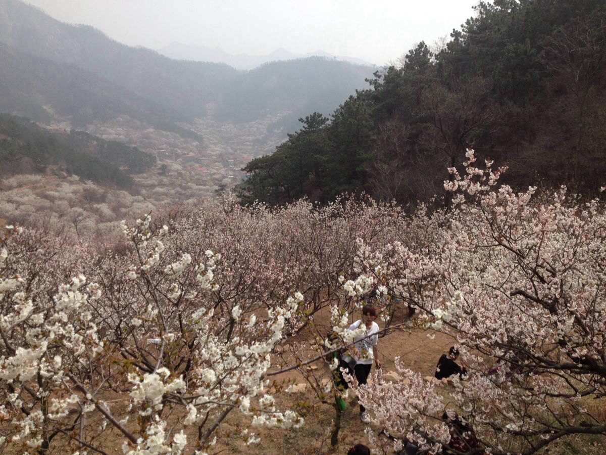 青岛毛公山～山色峪看樱桃花