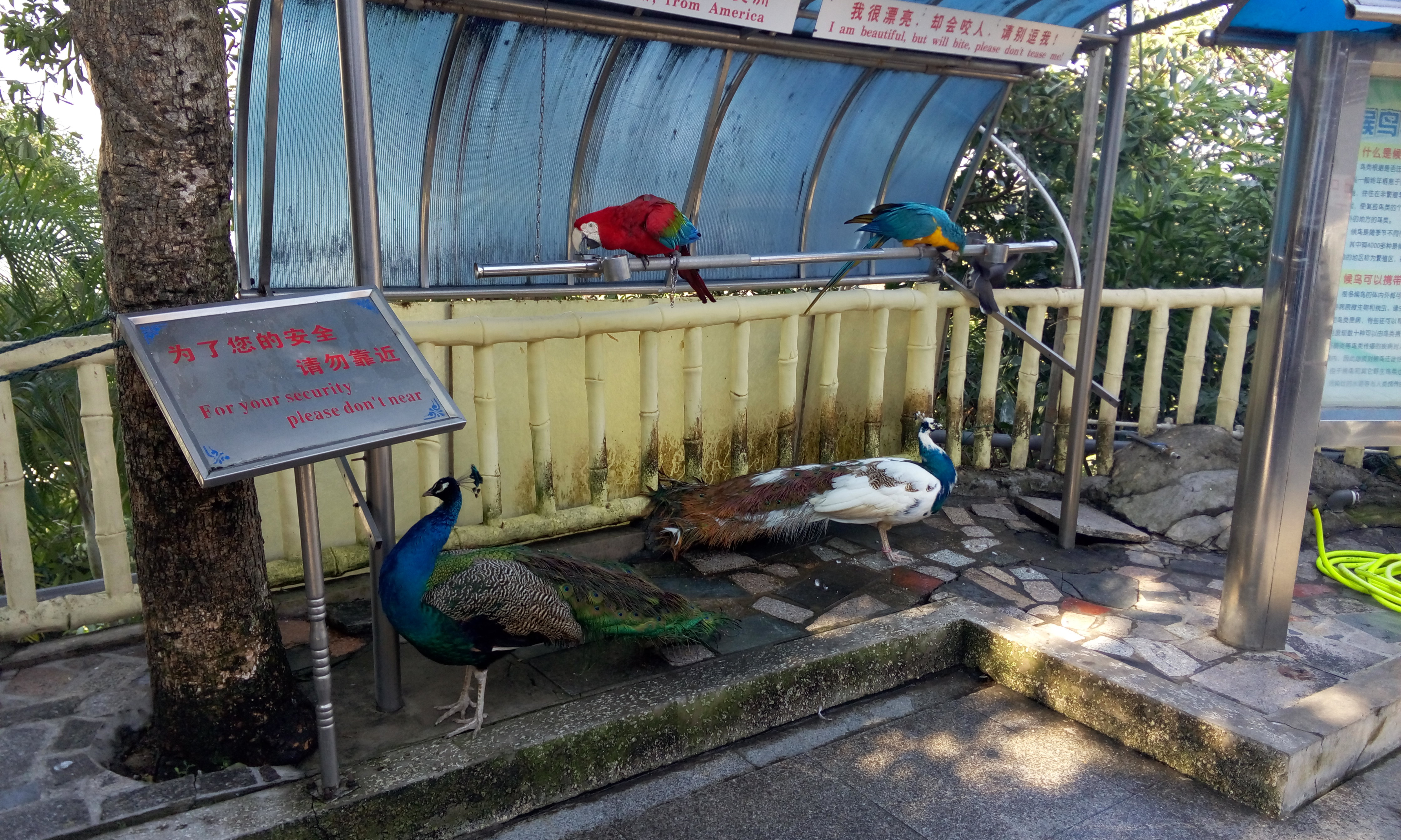 【携程攻略】鼓浪屿百鸟园适合情侣出游旅游吗,百鸟园情侣出游景点